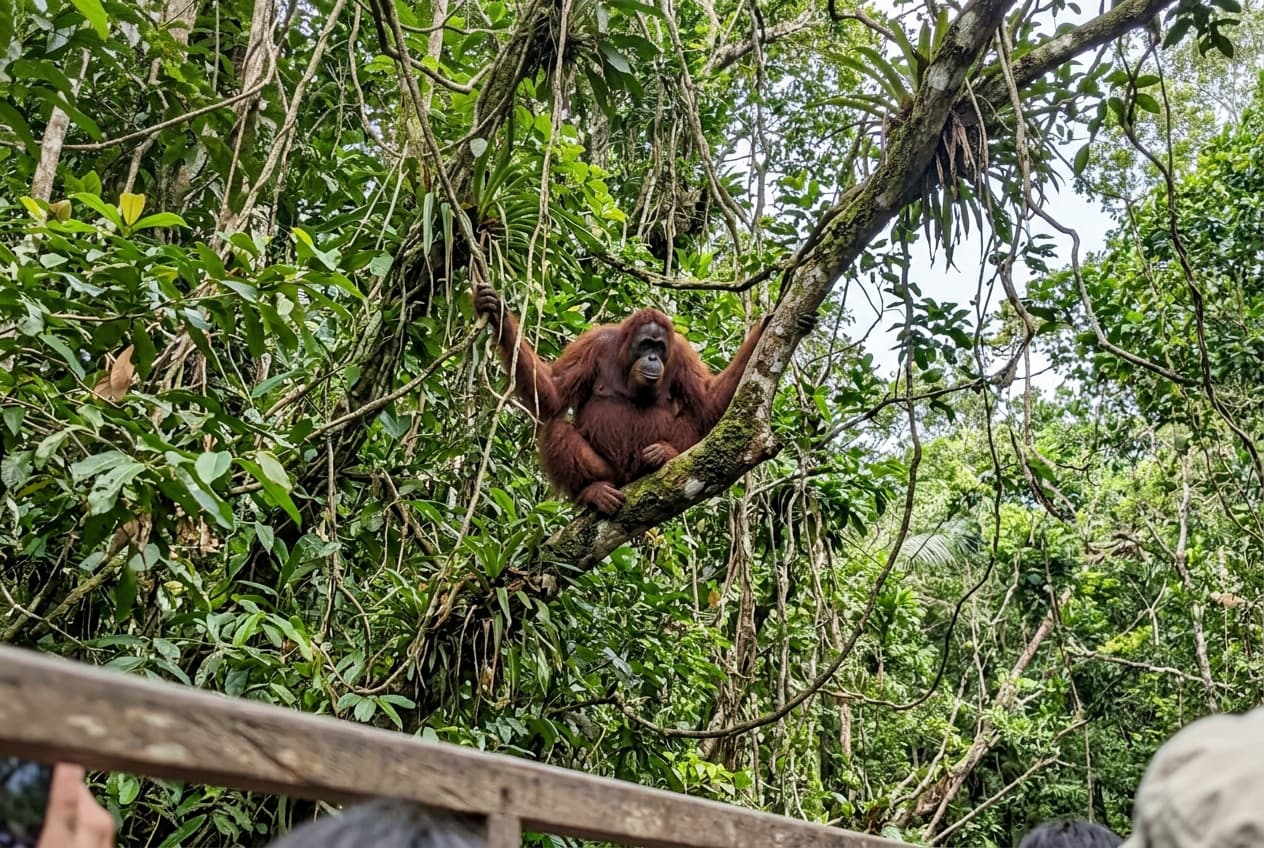 Wild orangutan in Tanjung Puting forest canopy